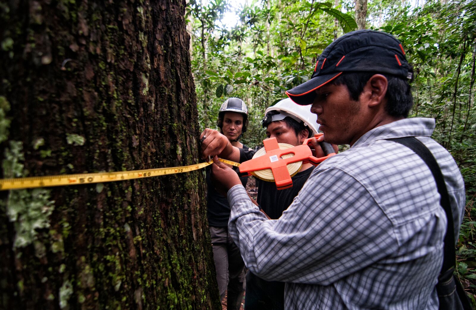 Measuring a tree in Peru