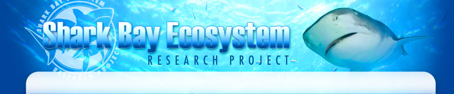 Shark Bay Ecosystem Research Project
