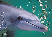 Indio-Pacific bottlenose dolphins