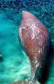 Dugong excavation foraging