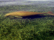 Dugongs prefer to forage over shallow seagrass beds