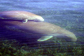A young dugong swims with its mother