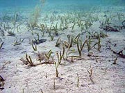 Tropical Seagrasses