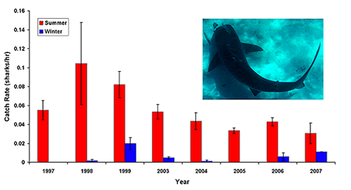 Shark Catches Chart