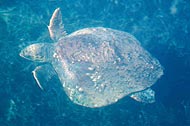 Loggerhead turtle swims