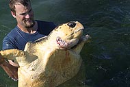 Loggerhead turtle recently excaped from a tiger shark attack