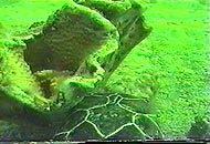Green turtle rubing head on sponge