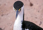 Pied Cormorants