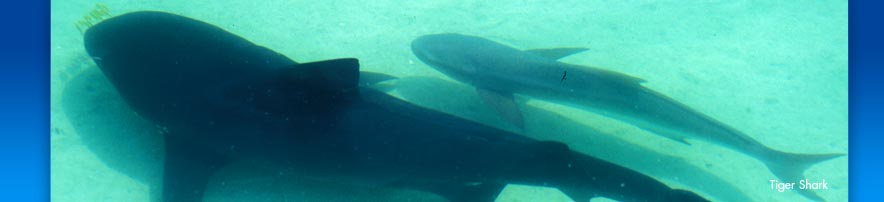 Cobia and Tiger Shark