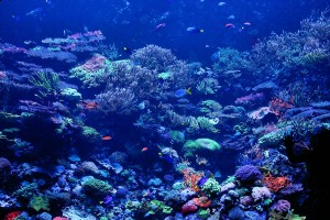 nice-coral-reef
