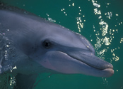 dolphin eyes