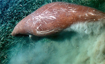 dugongs seagrass