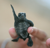 turtle juvenile
