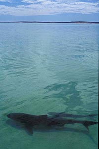 Tiger shark cruising the shallow of Shark Bay