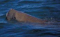 Dugong