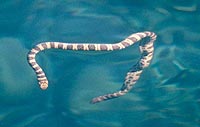 Sea Snake