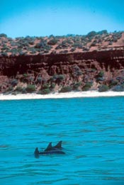 Bottlenose Dolphins