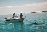 A dolphin group is surveyed