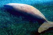 Dugong excavation foraging