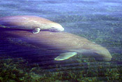 Tiger Shark - Shark Bay