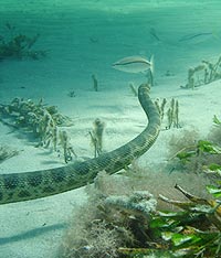 Seasnakes Swimming