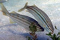 Striped trumpeters feeding on seagrass