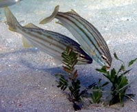 Striped trumpeters