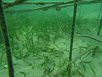 Seagrass