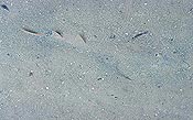 A shovelnose ray hiding under the sand