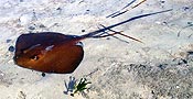 A cowtail ray