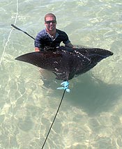 Captured eagle ray