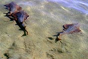 Three giant shovelnose rays