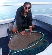 A whipray with acoustic transmitter