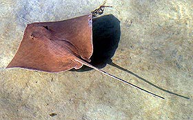 A brown whipray