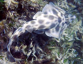 Western shovelnose ray