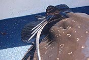 Defensive spines of an eagle ray