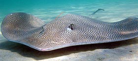 A whipray with ID tag