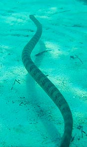 Seasnake over sand