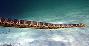 Olive headed sea snake