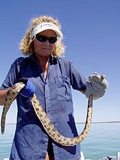 Bar-bellied seasnake