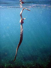 anaconda eating a shark