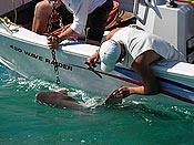 Tagging a sandbar shark
