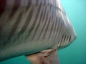 A small tiger shark swims away from the research vessel