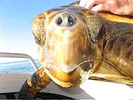 A loggerhead beak