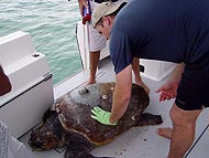 attaching a satellite tag to a loggerhead