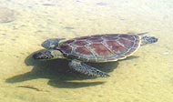 Juvenile green turtle