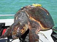 Loggerhead turtle with TDR