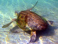 Loggerhead with ID Tag