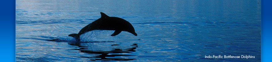 Indio-Pacific Bottlenose Dolphins