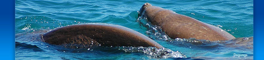 Dugongs